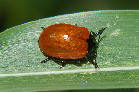 Chrysolina polita ??